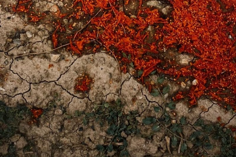 sobre-la-tierra-bajo-la-sombra